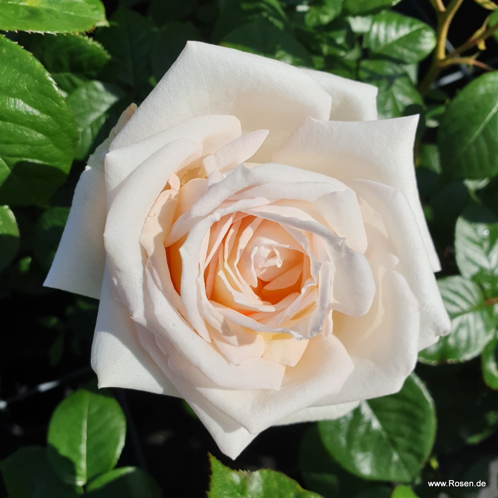 Artikelbild 6 des Artikels Madame Anisette® Madame Anisette®