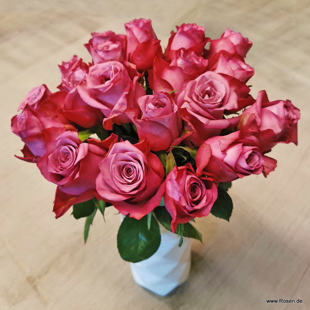 Artikelbild 1 des Artikels Schnittrosen - Dionysus Schnittrosen - Dionysus
