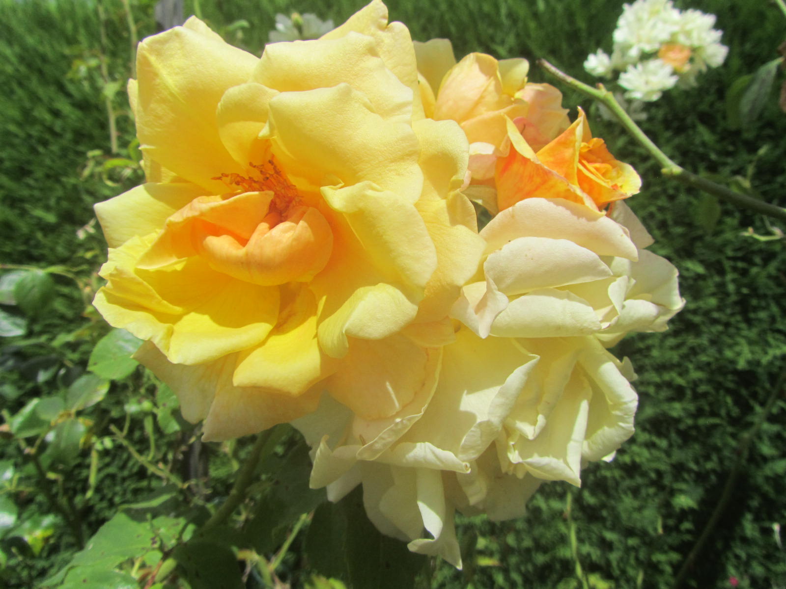 Mini-fleurs en pot kraft - H 17 cm - Blanc, Rose