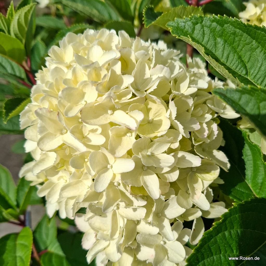 Rispenhortensie 'Whitelight'®