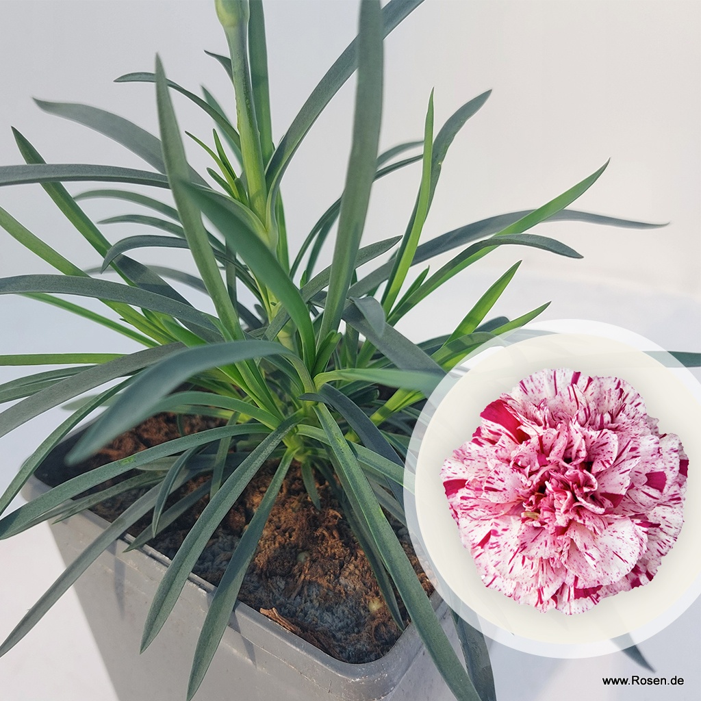 Gartennelke 'Devon Cottage Pinball Wizard'