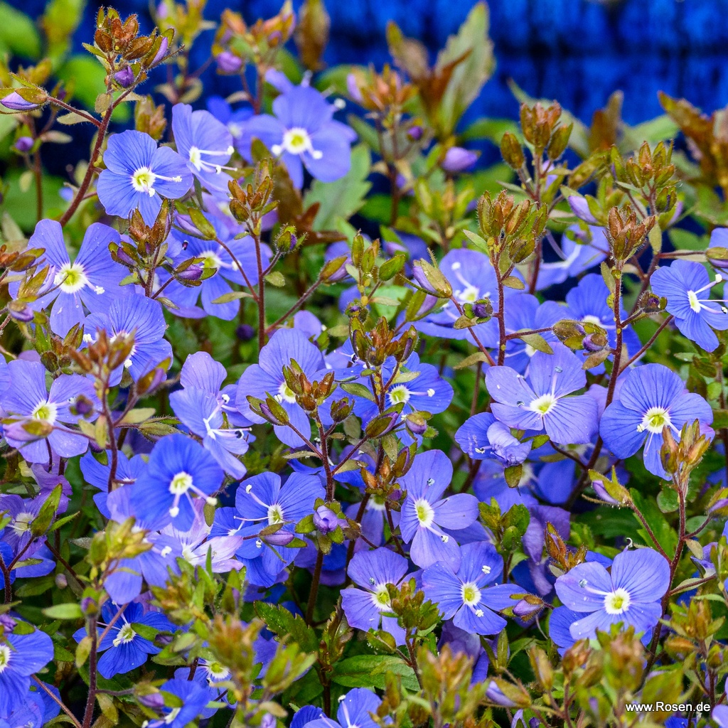 Artikelbild 1 des Artikels Gestielter Ehrenpreis 'Georgia Blue' Gestielter Ehrenpreis 'Georgia Blue'