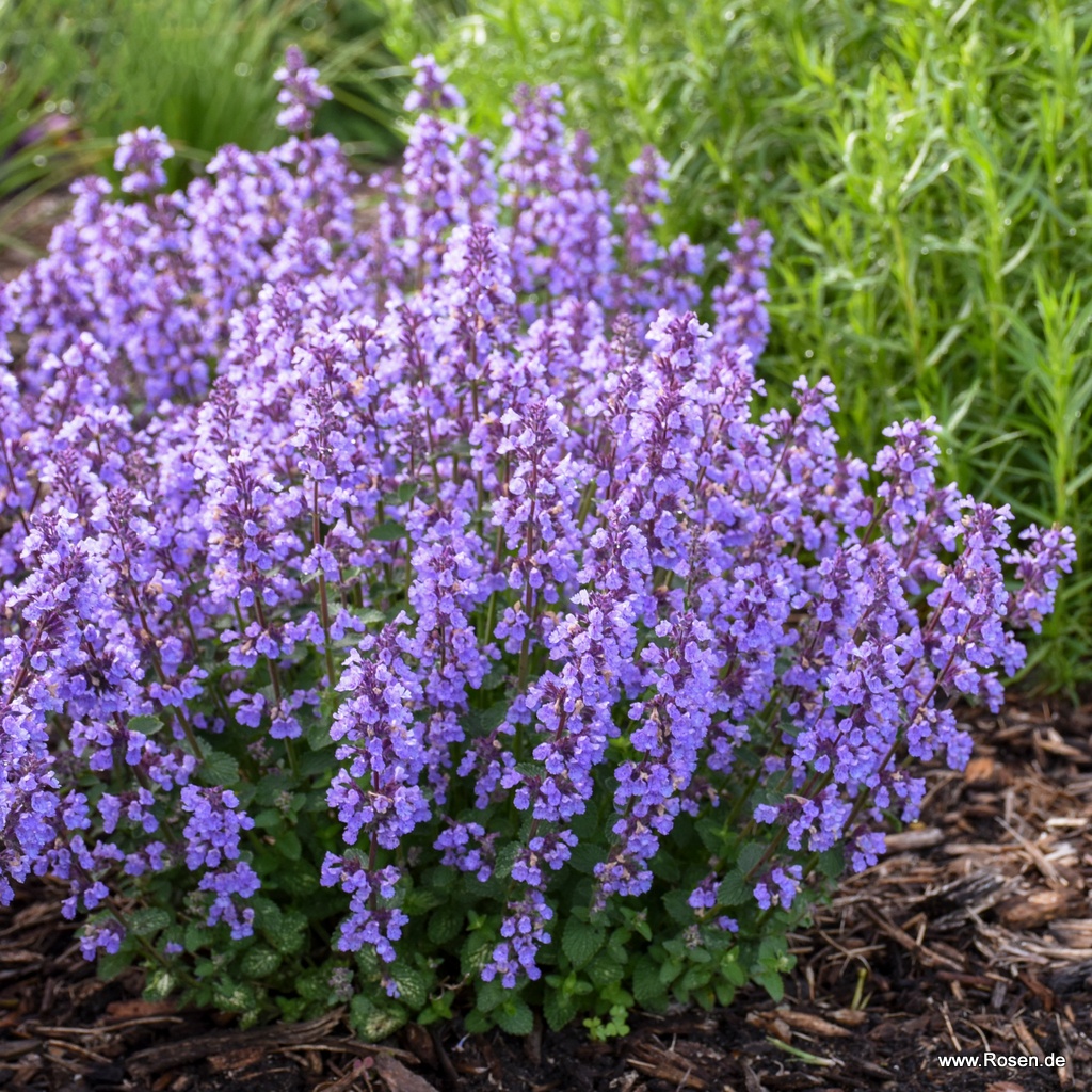 Katzenminze ‘Cat’s Pajamas Blue‘