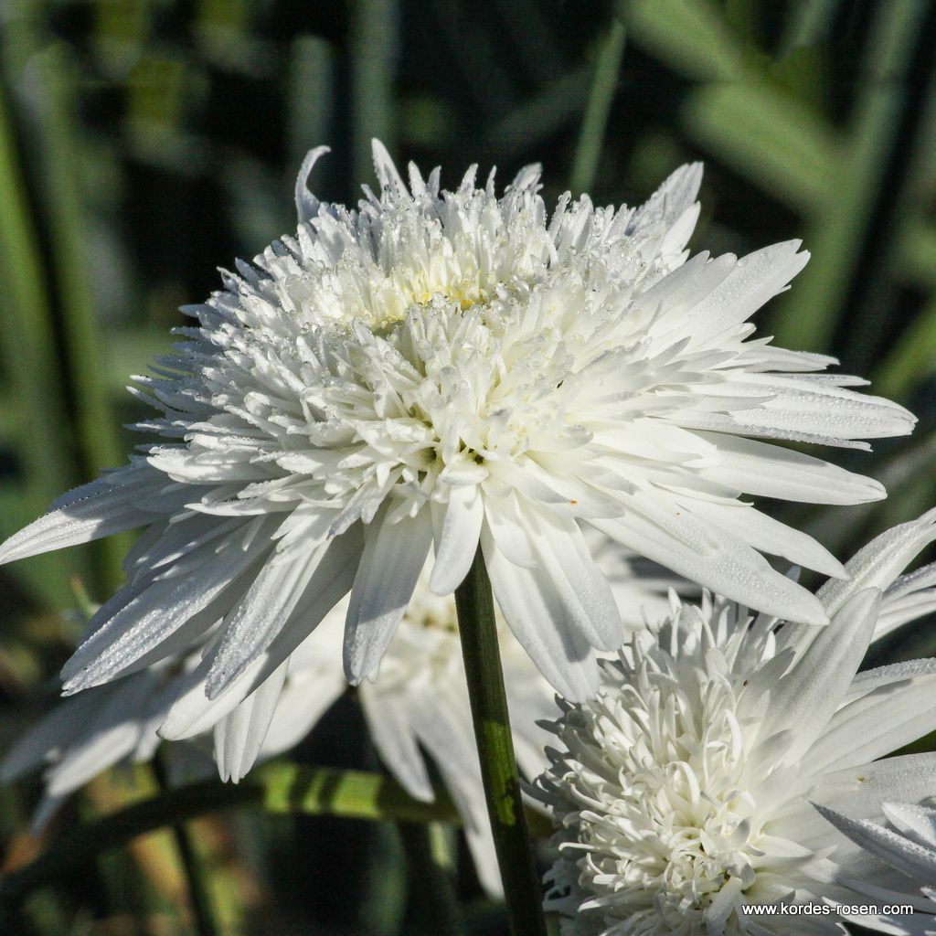 Margerite 'Eisstern'