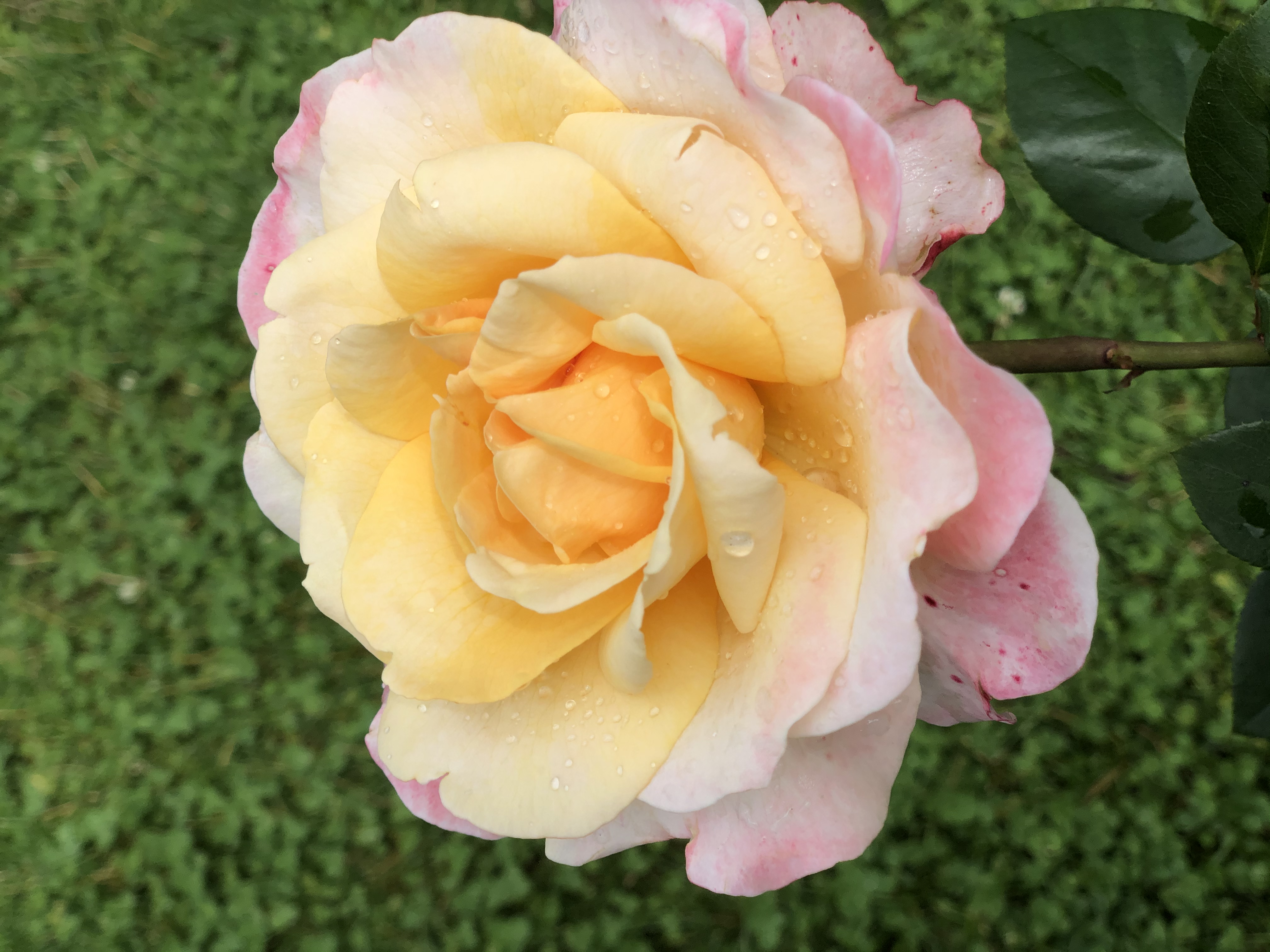 happy roseです。 Oh_Happy_Day_Eleganza_001_600x