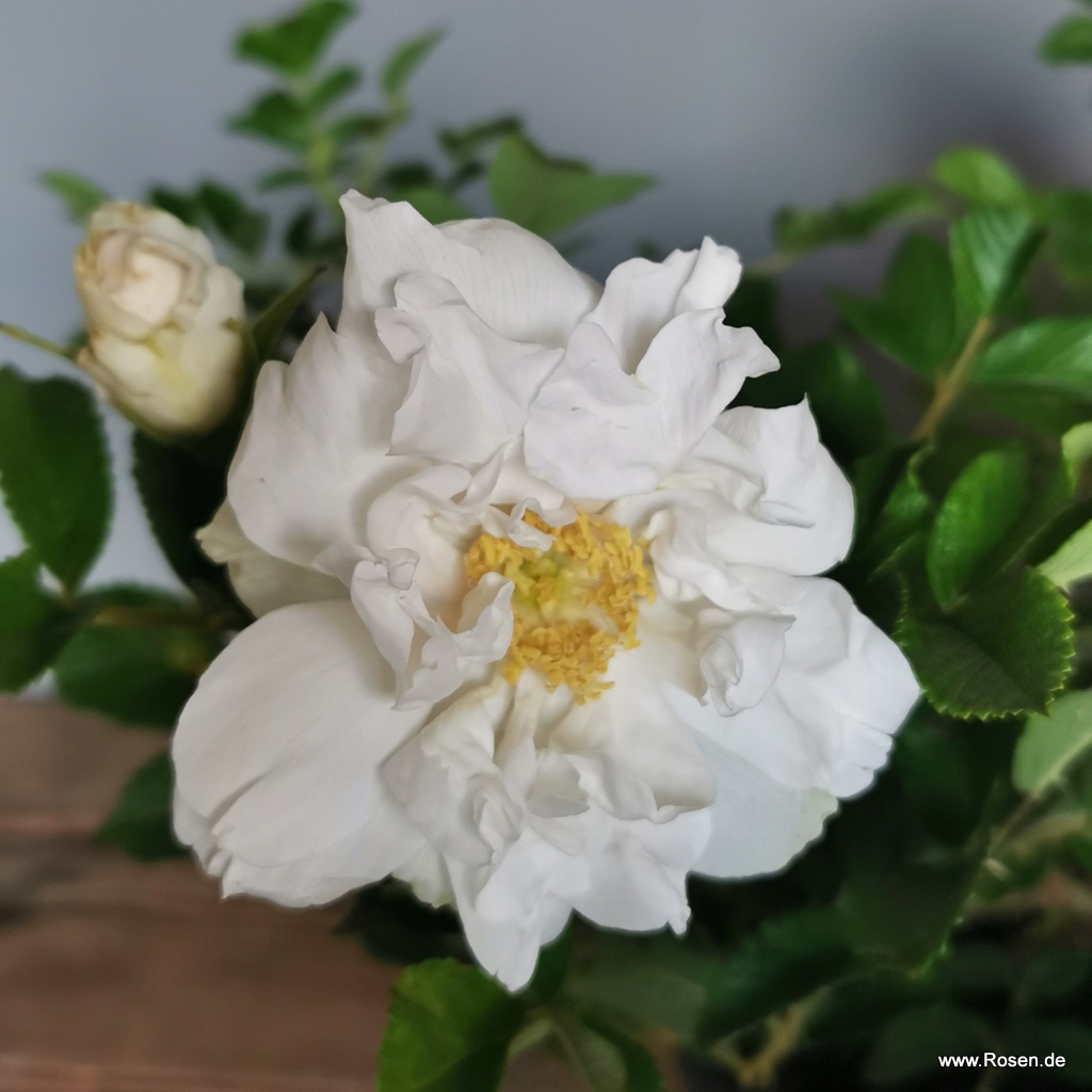 Artikelbild 2 des Artikels Frozen Roadrunner®