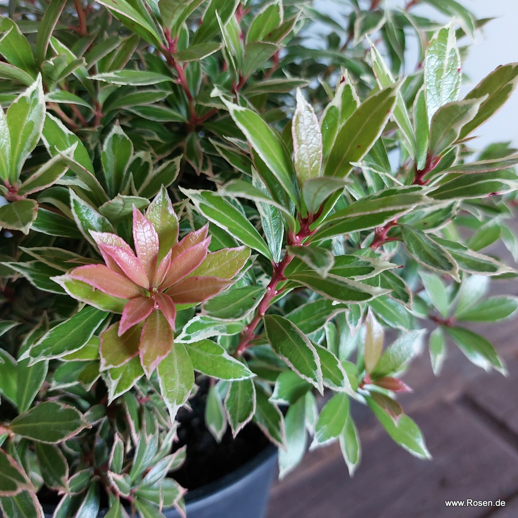 Schattenglöckchen 'Little Heath'