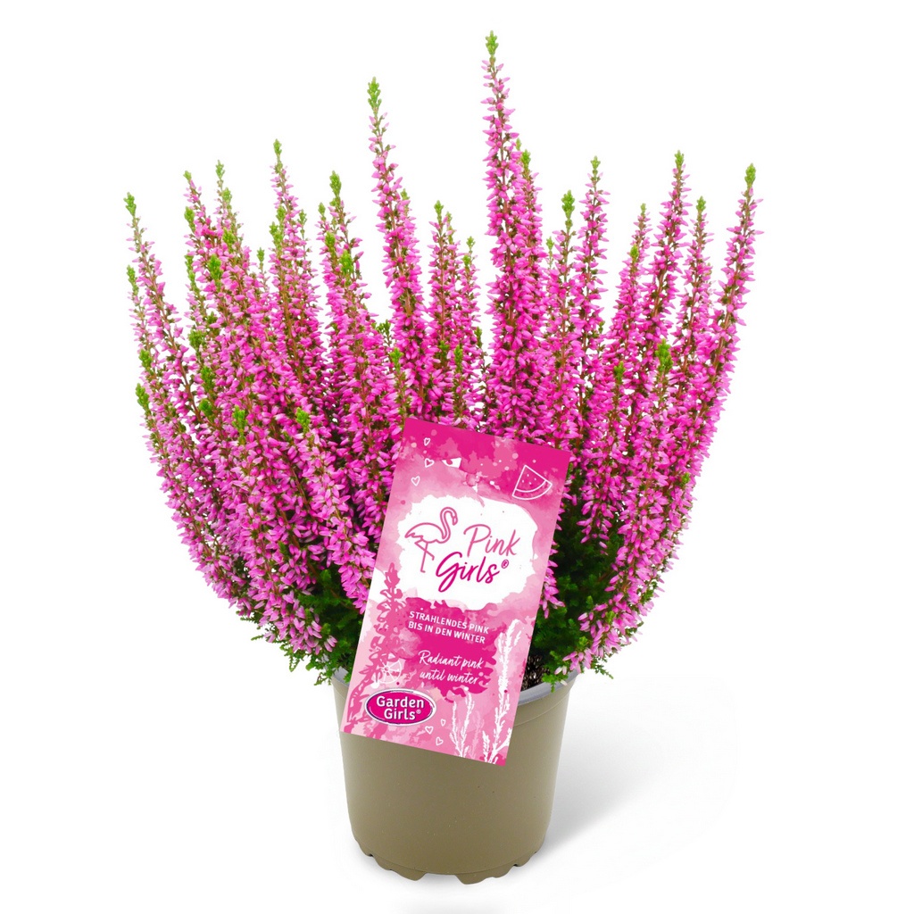 Knospenheide Gardengirls® Pink Girls®