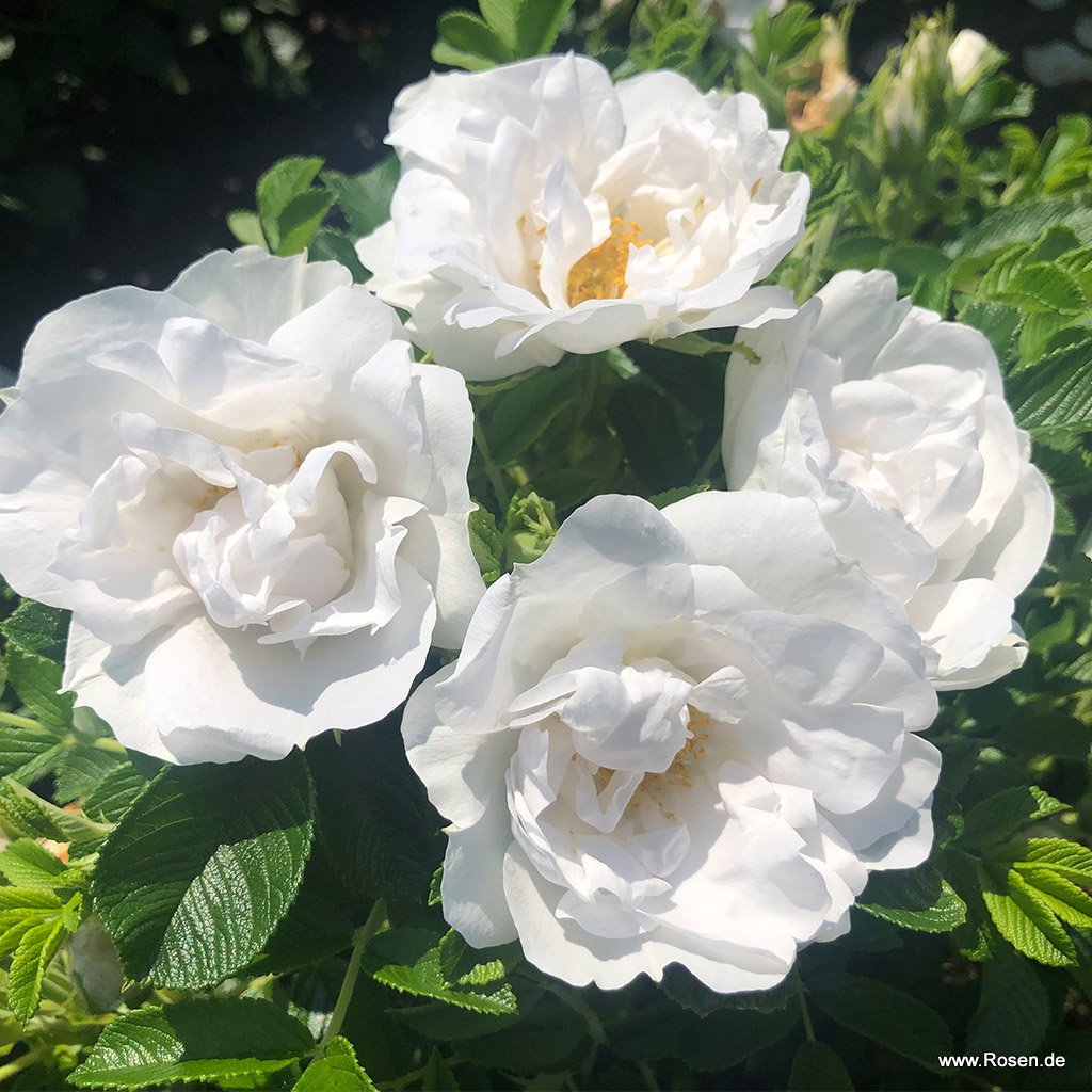 Mini-fleurs en pot kraft - H 17 cm - Blanc, Rose