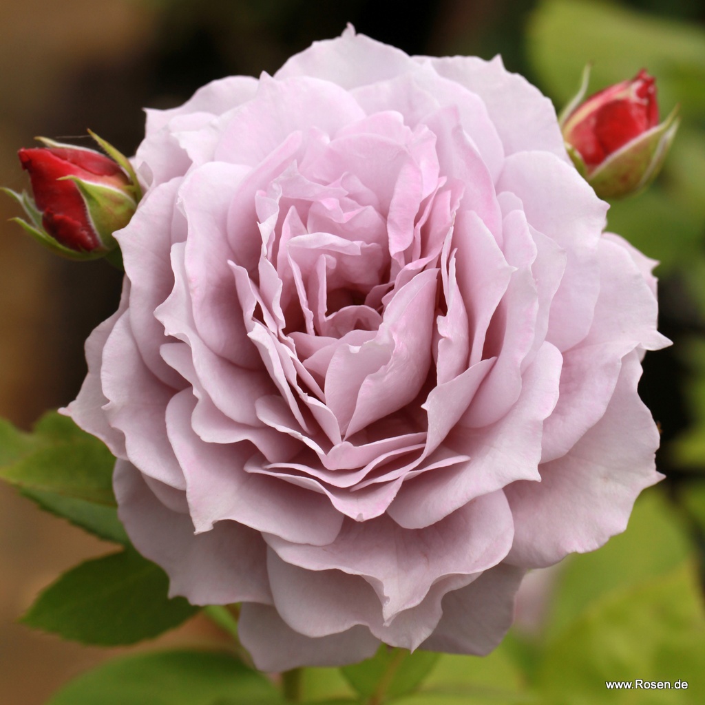 Artikelbild 6 des Artikels Novalis® Novalis®
