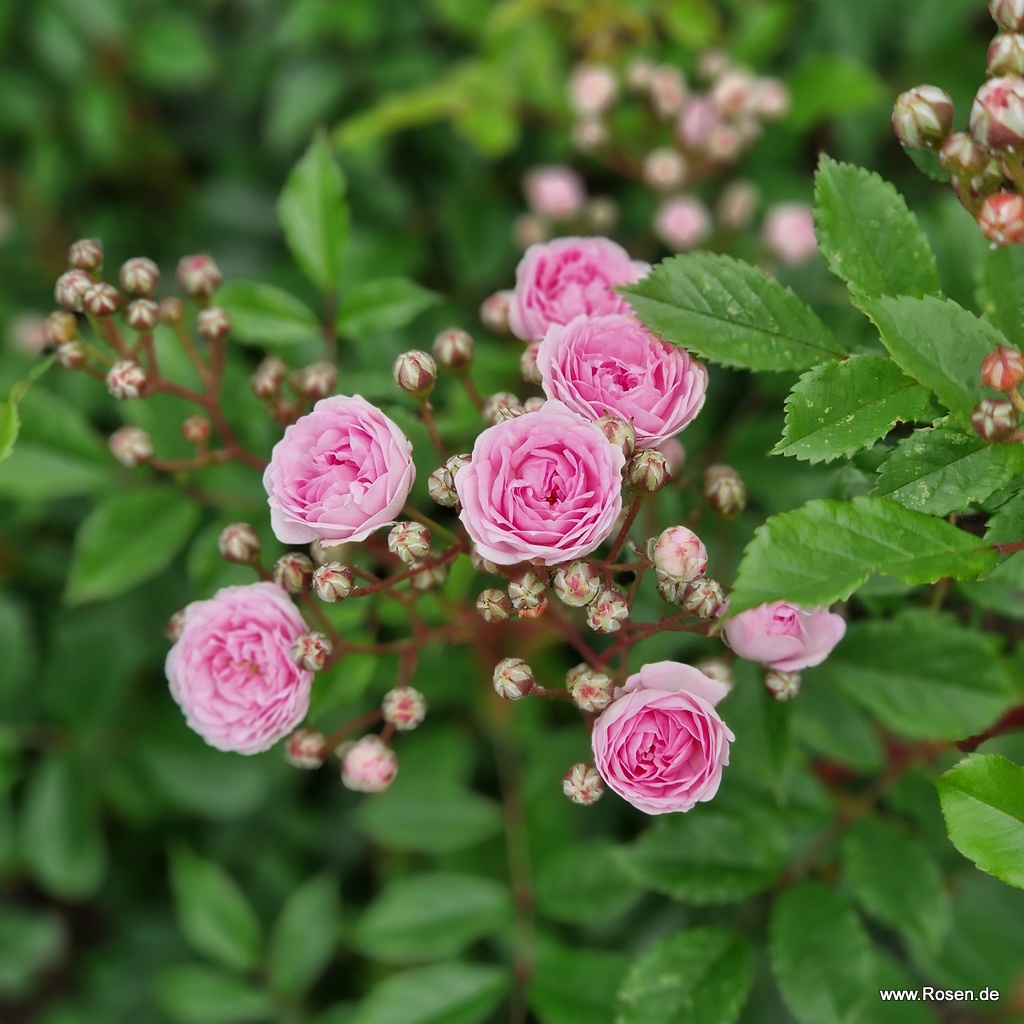 Artikelbild 6 des Artikels Pashmina®