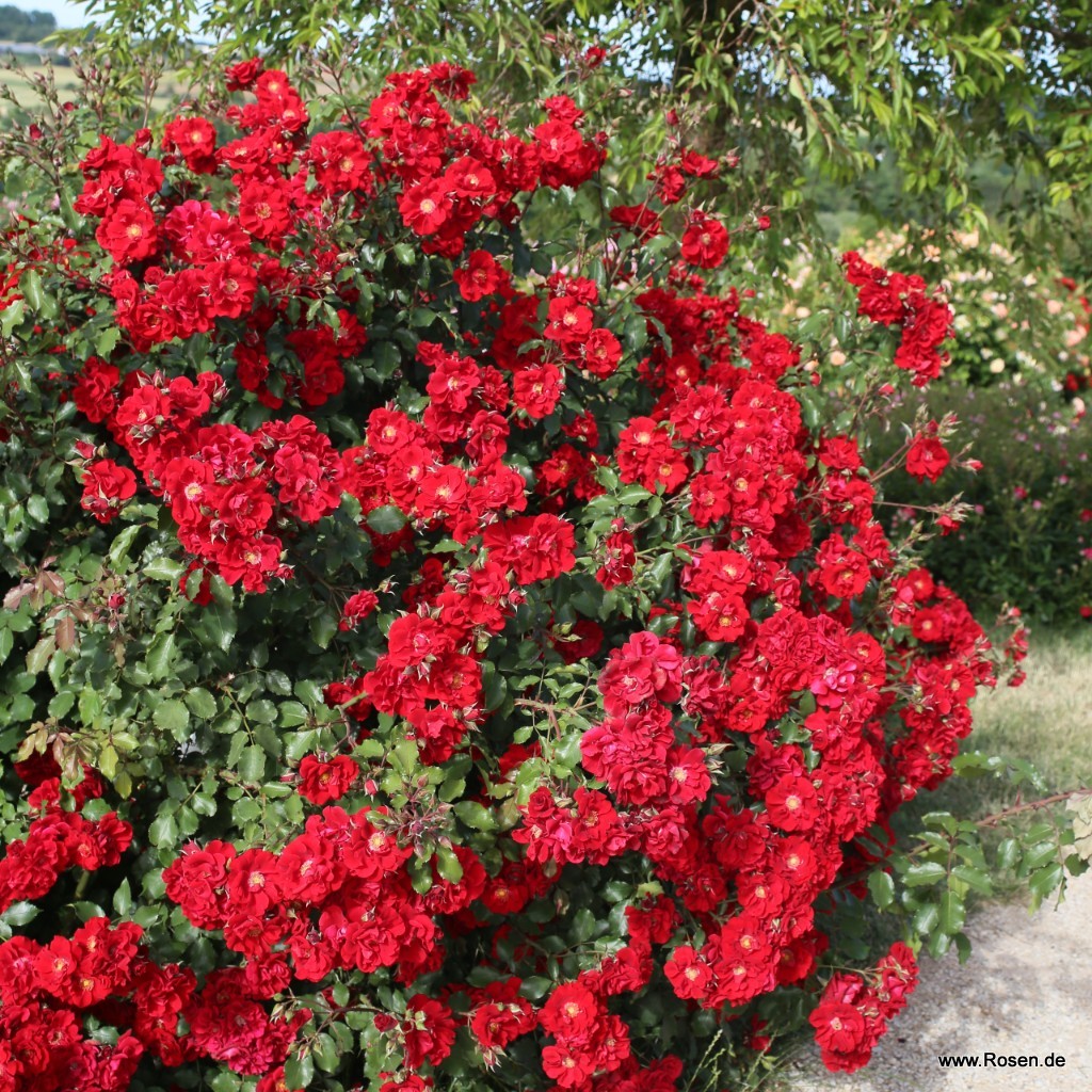 Roter Korsar® | Kordes Rosen