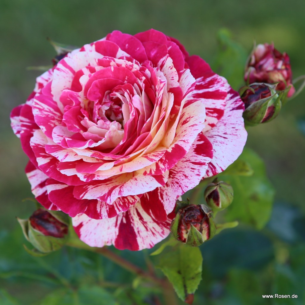 Erfolgstitel Floribunda Roses | Shop roses | By Rosen Garden Kordes | Type