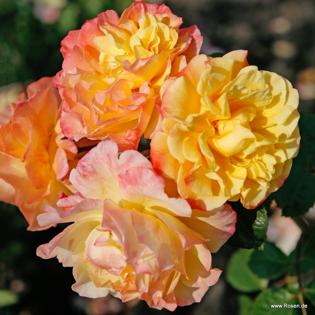 Moonlight Country Roses Moonlight® | Kordes Rosen