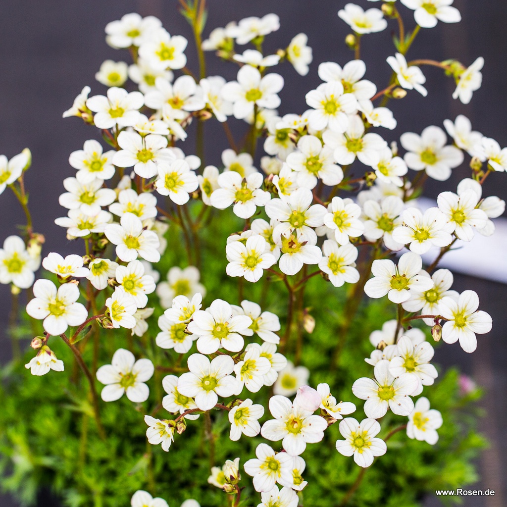 Moos-Steinbrech 'White Pixie'