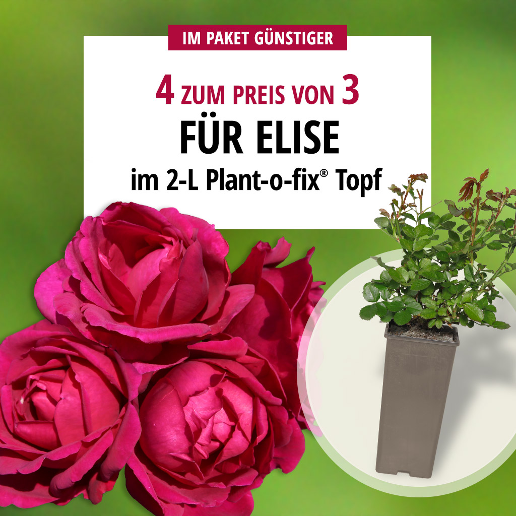Artikelbild 1 des Artikels 4er-Paket Für Elise 4er-Paket Für Elise