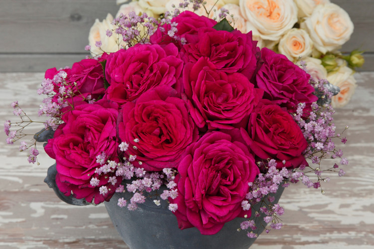 Gräfin Diana® aus der Parfuma® Kollektion