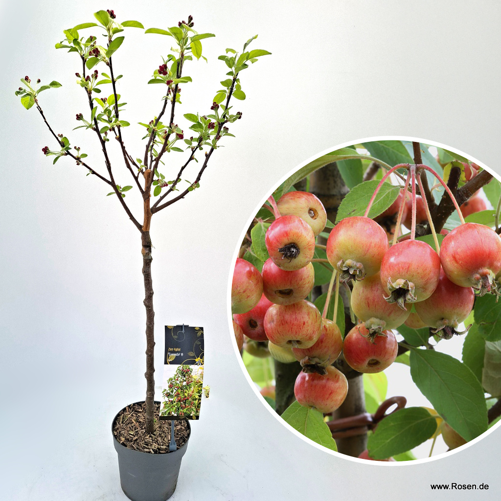 Zier-Apfel 'Evereste'®, 50 cm Stamm