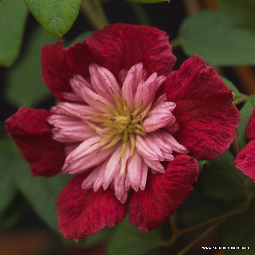 Artikelbild 1 des Artikels Clematis 'Avant-Garde TM Evipo033 (N)' Clematis 'Avant-Garde TM Evipo033 (N)'