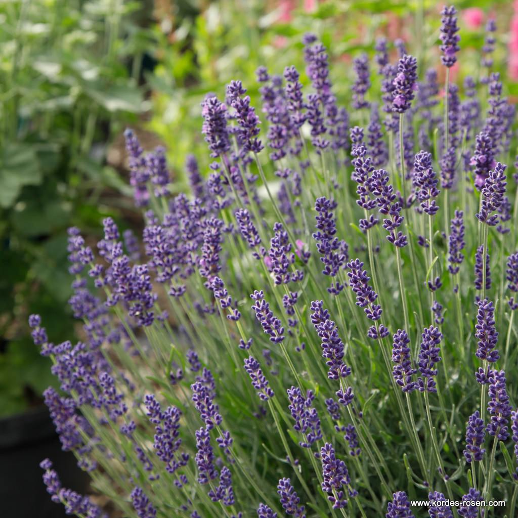 Lavendel 'Hidcote Blue' 9 cm Topf