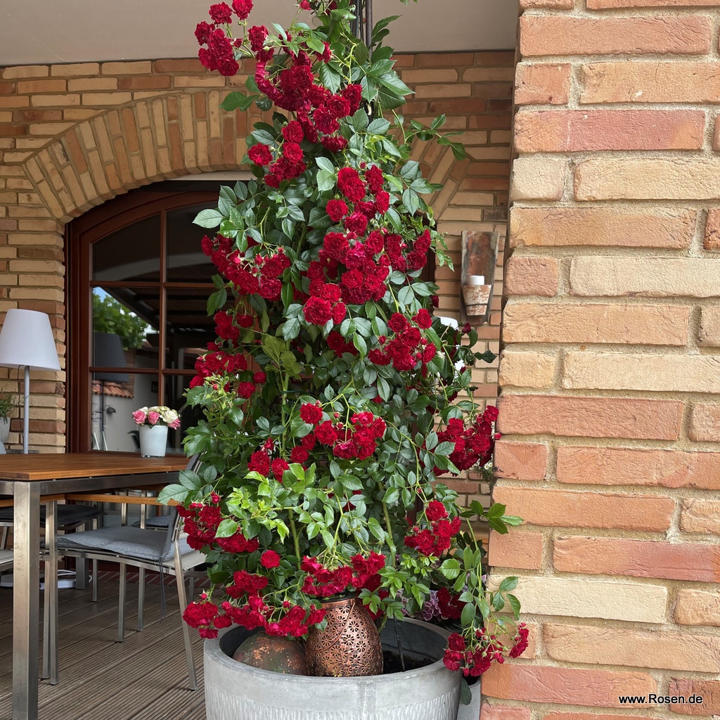 Artikelbild 6 des Artikels Crimson Siluetta® Crimson Siluetta®