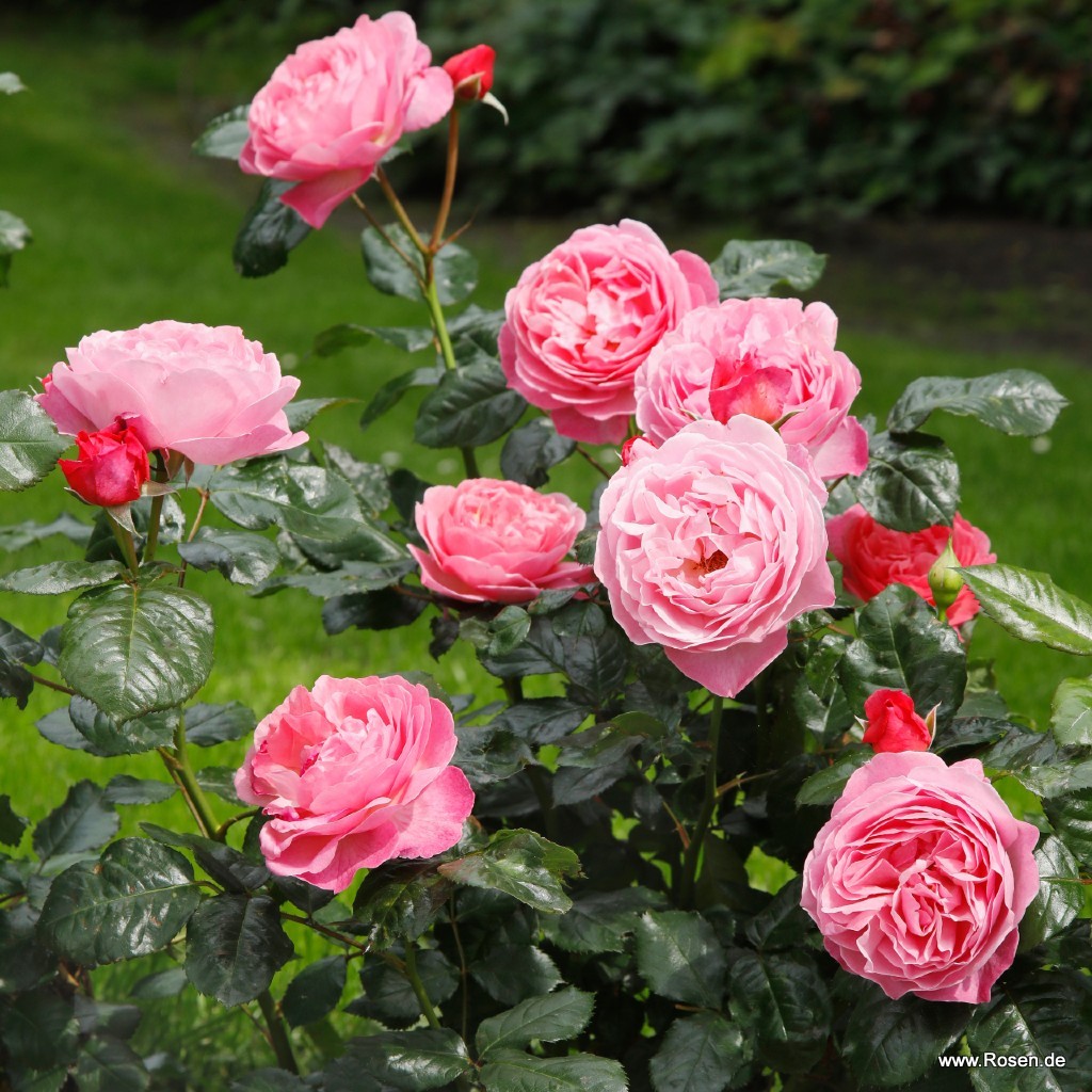 Artikelbild 5 des Artikels Flora Colonia Flora Colonia