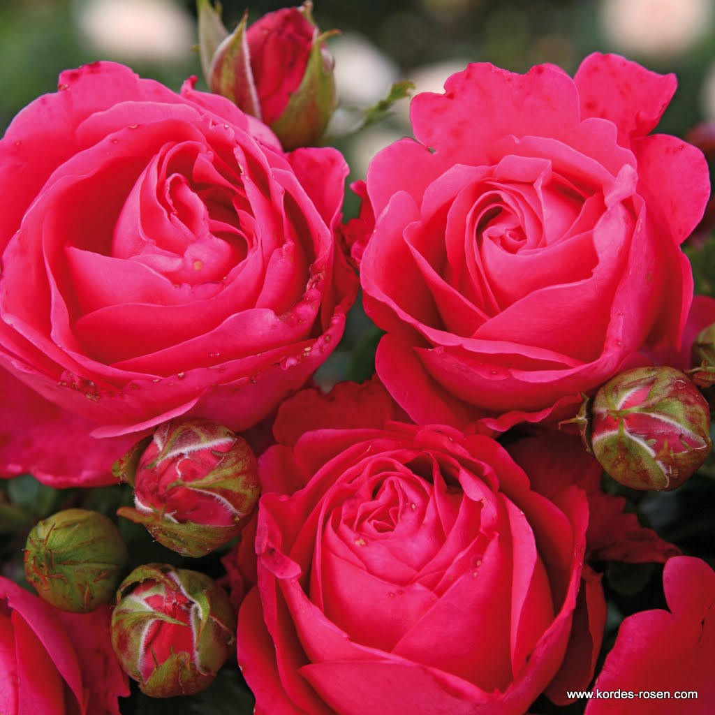 Artikelbild 5 des Artikels Cherry Lady® Cherry Lady®