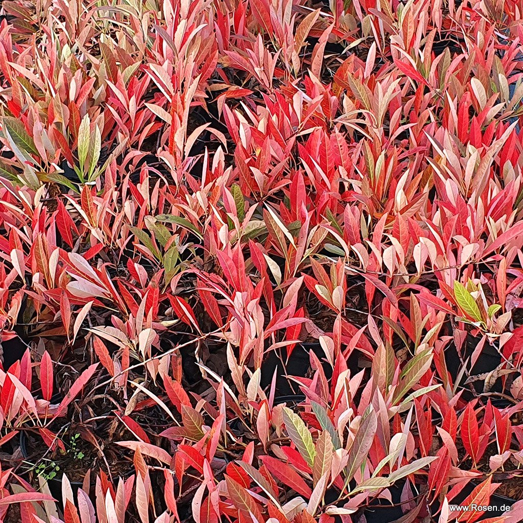 Blühende Bodendecker-Kirsche