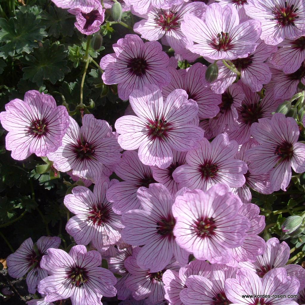 Storchschnabel 'Ballerina'