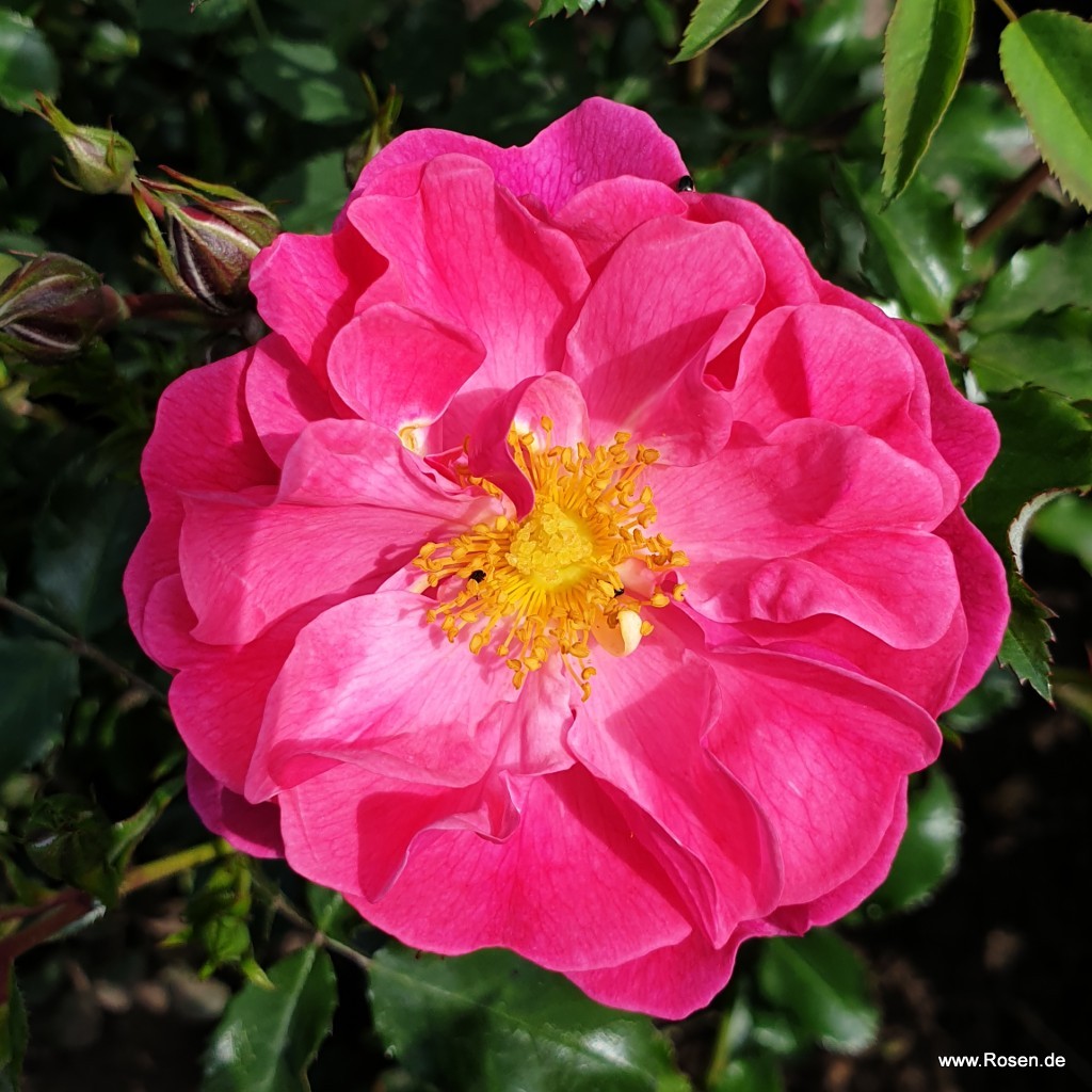 Artikelbild 1 des Artikels Hotline® Hotline®