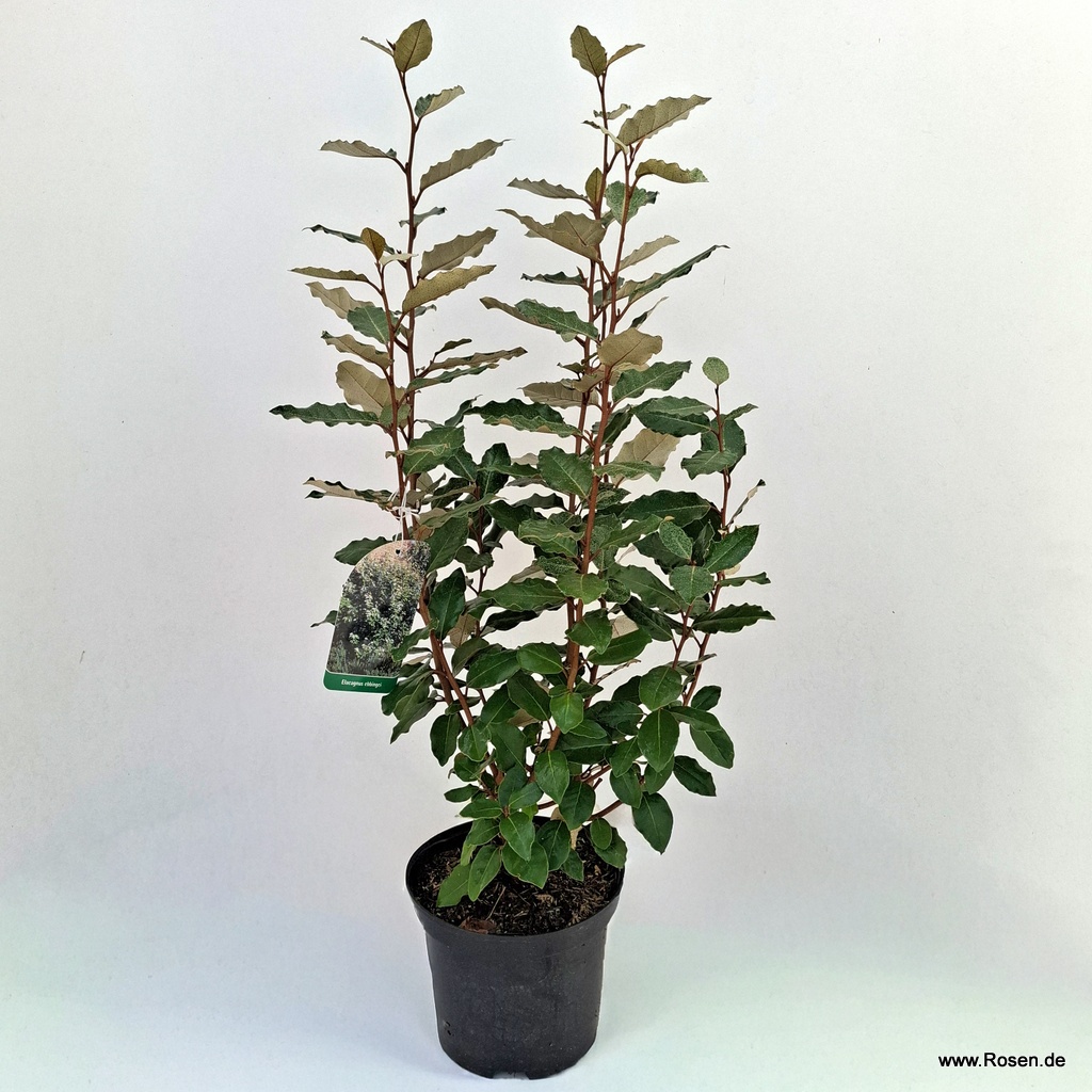 Wintergrüne Ölweide 'Compacta'