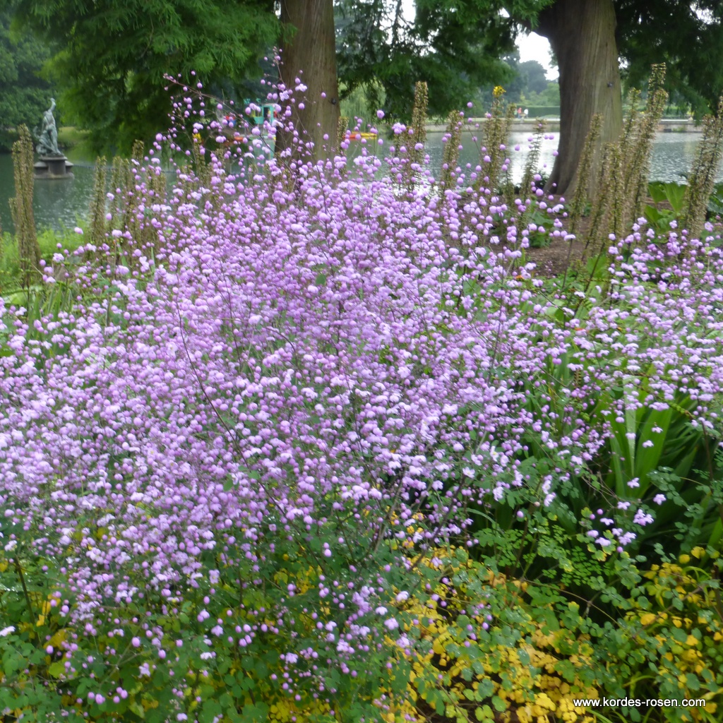 Artikelbild 2 des Artikels Wiesenraute 'Splendide®' Wiesenraute 'Splendide®'