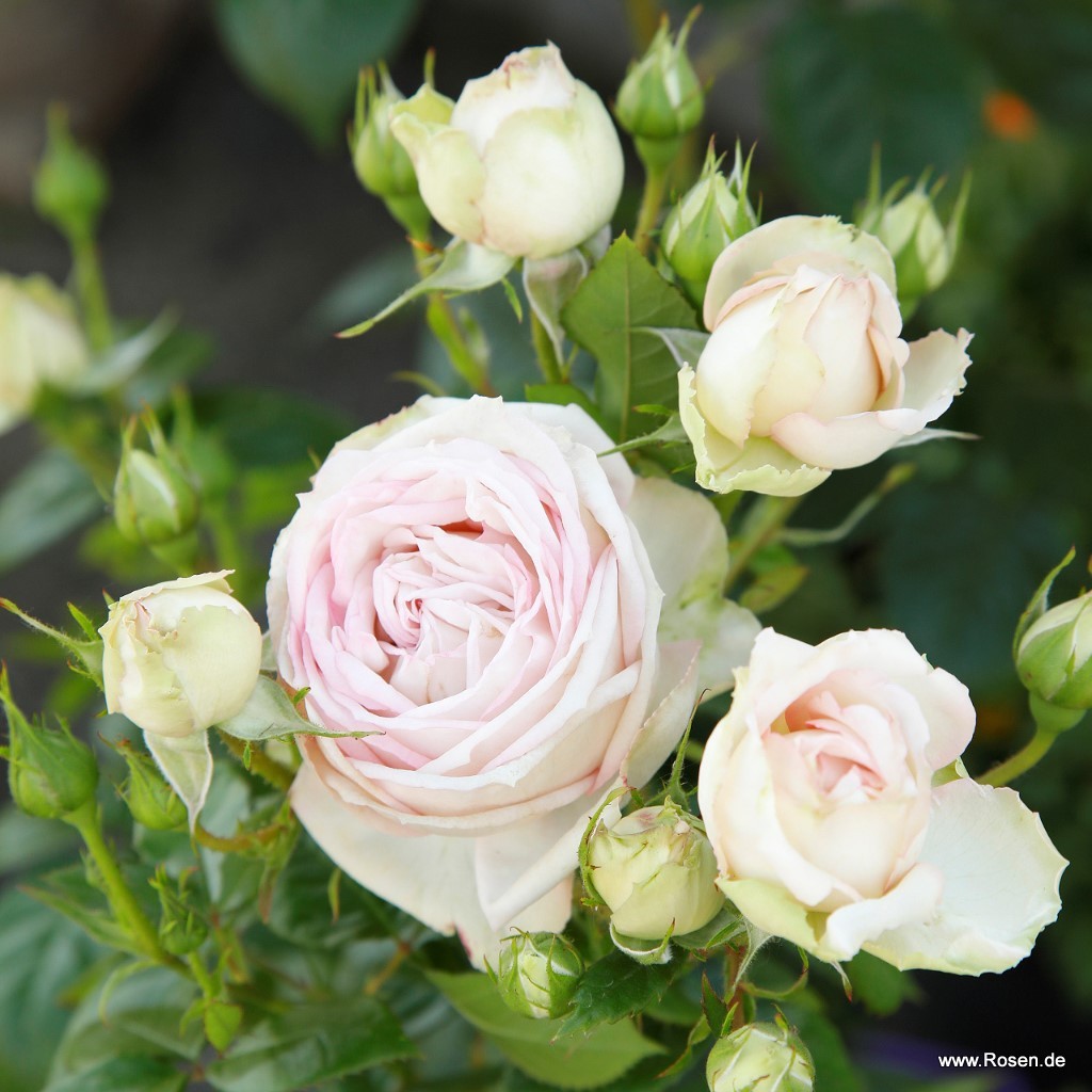 Artikelbild 3 des Artikels Madame Anisette® Madame Anisette®