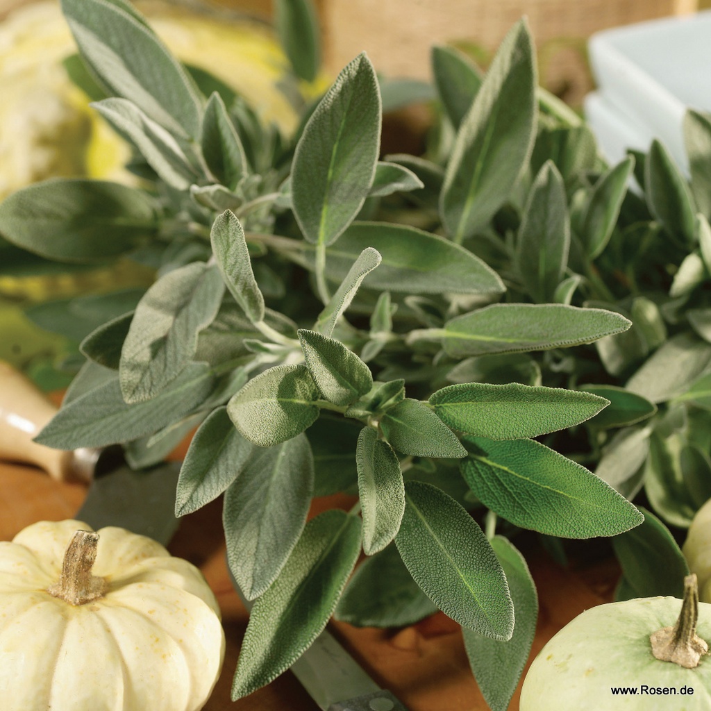 Echter Salbei 'Grower`s Friend'