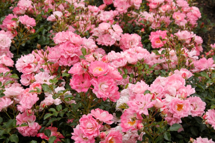 Zwergrose Flirt® Zwergrose Flirt®