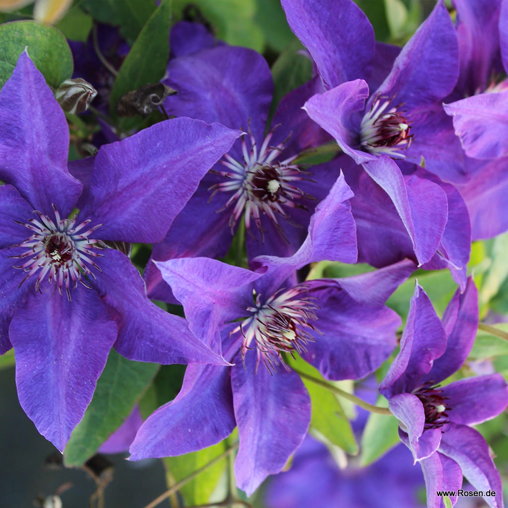 Clematis 'The President'