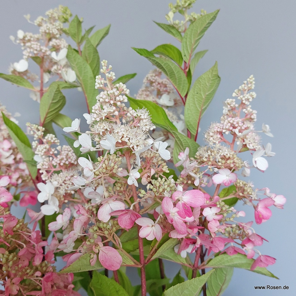 Rispenhortensie 'Pinky Winky'