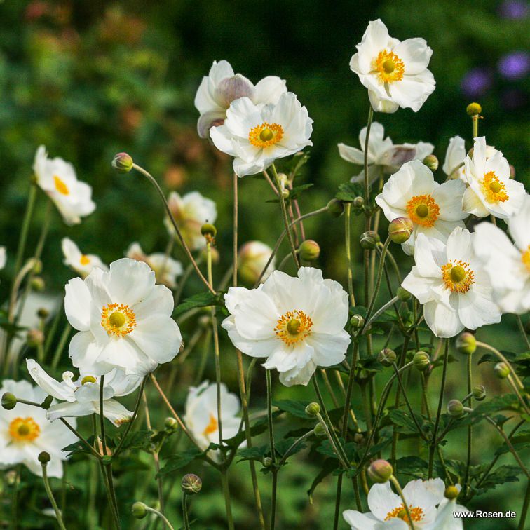 Artikelbild 3 des Artikels Japan Herbst-Anemone 'Honorine Jobert' Japan Herbst-Anemone 'Honorine Jobert'