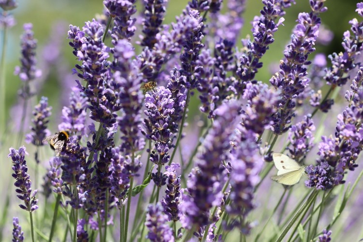 Lavendel Lavendel