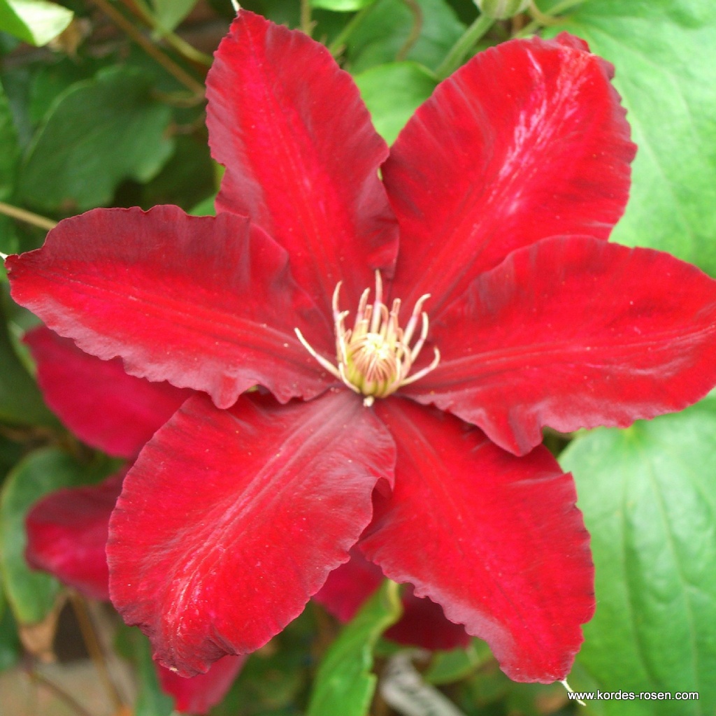 Artikelbild 1 des Artikels Clematis 'Rebecca TM Evipo 016 (N)' Clematis 'Rebecca TM Evipo 016 (N)'