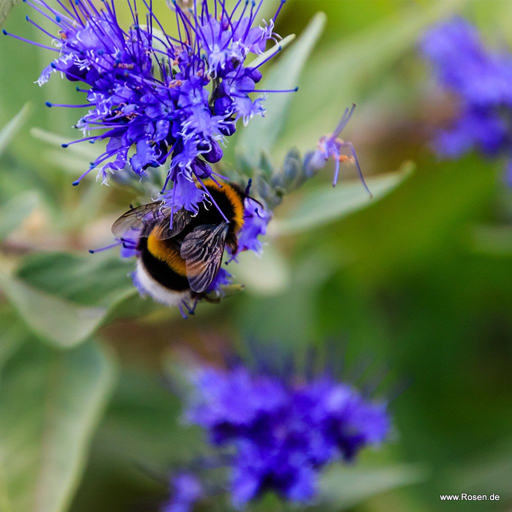 Bartblume 'Kew Blue'