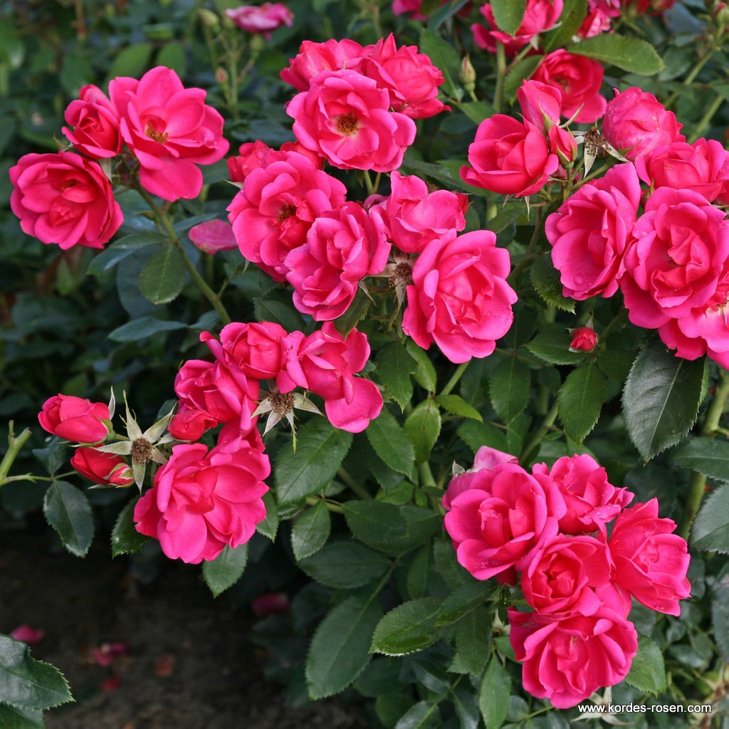Artikelbild 6 des Artikels Gartenfreund® Gartenfreund®