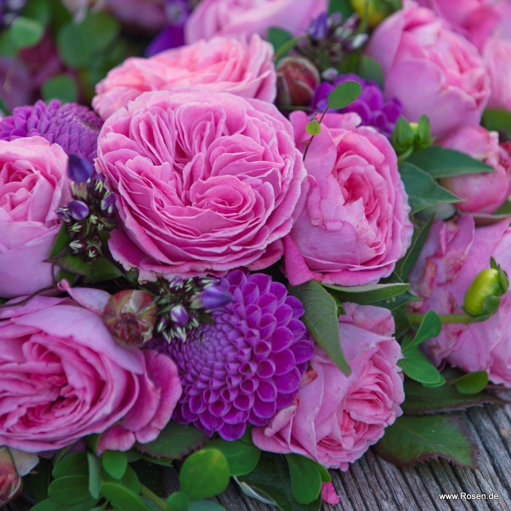 Artikelbild 5 des Artikels Rosengräfin Marie Henriette® Rosengräfin Marie Henriette®