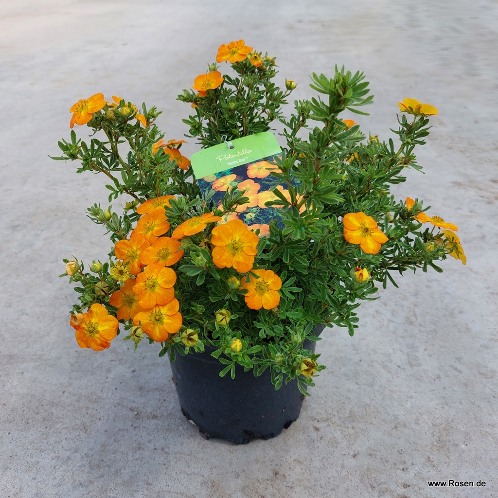 Artikelbild 5 des Artikels Fünffingerstrauch 'Bella Sol' (S) Fünffingerstrauch 'Bella Sol' (S)