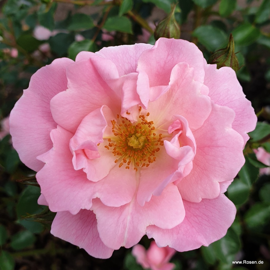 English Rose - Soy Candles 170g- 6 Oz