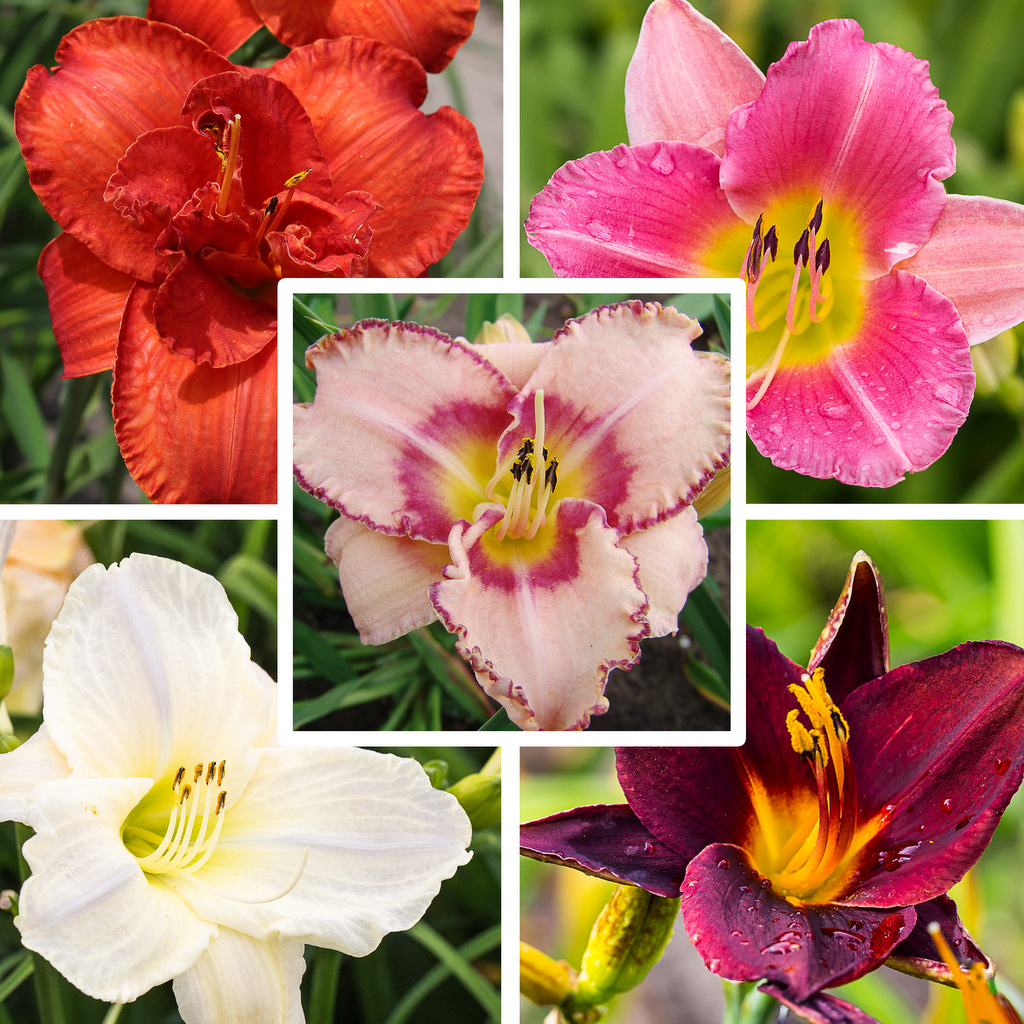 Taglilien-Sortiment 5 Sorten