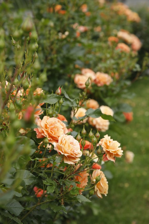 Strauchrose Lambada®