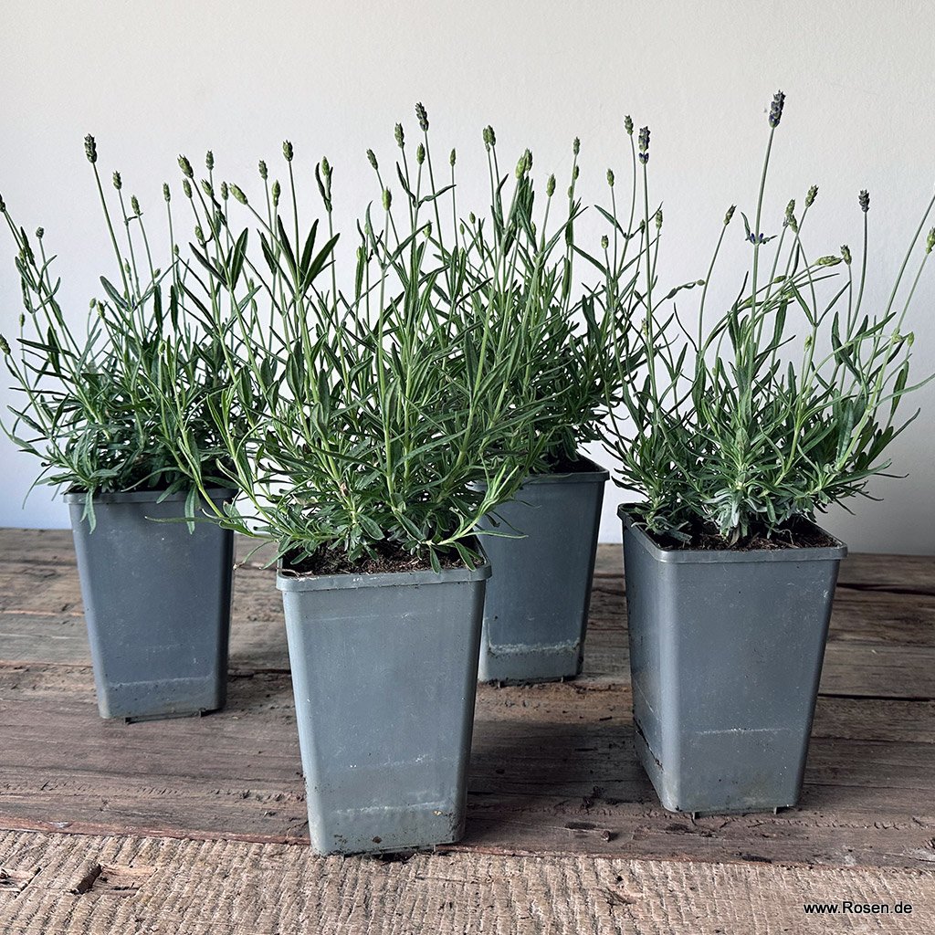 4er-Set Lavendel 'Hidcote Blue'