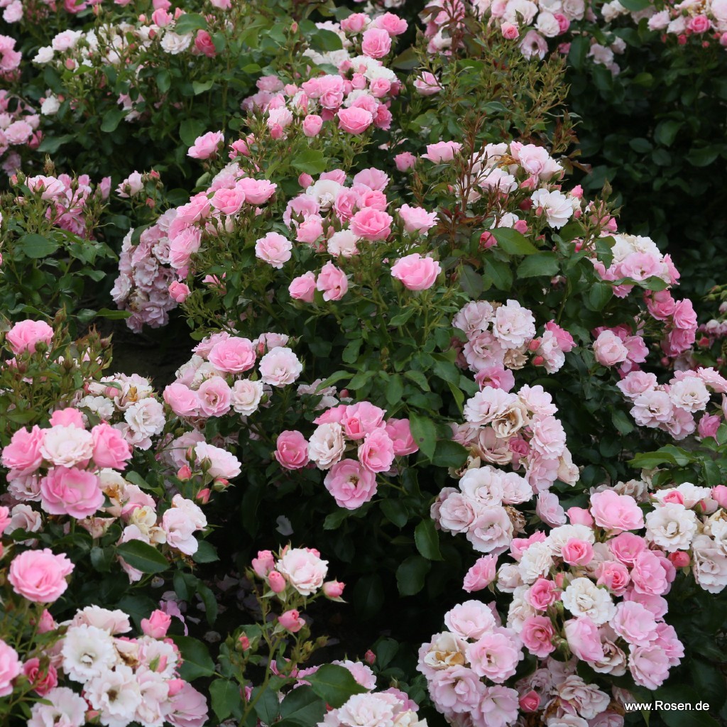 Artikelbild 4 des Artikels Roselina® Roselina®