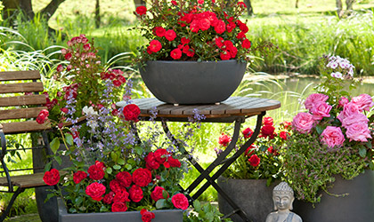 Rosiers selon thèmes Rosiers selon thèmes